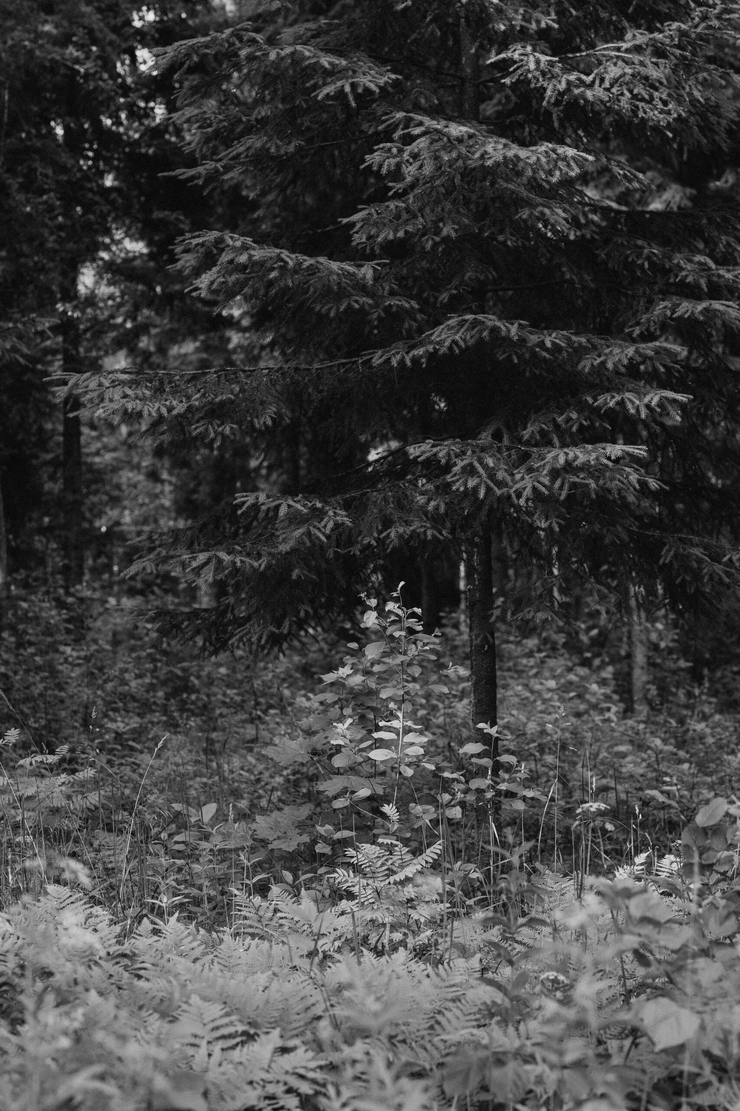 A Forest, Remembered