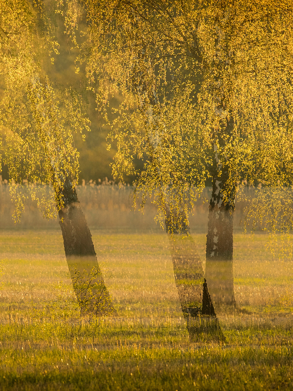 Scent Profile Citrus - Hetkinen