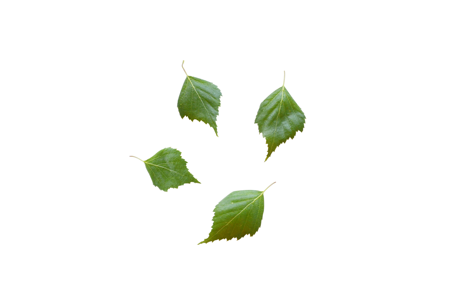 Sweet Birch Essential Oil