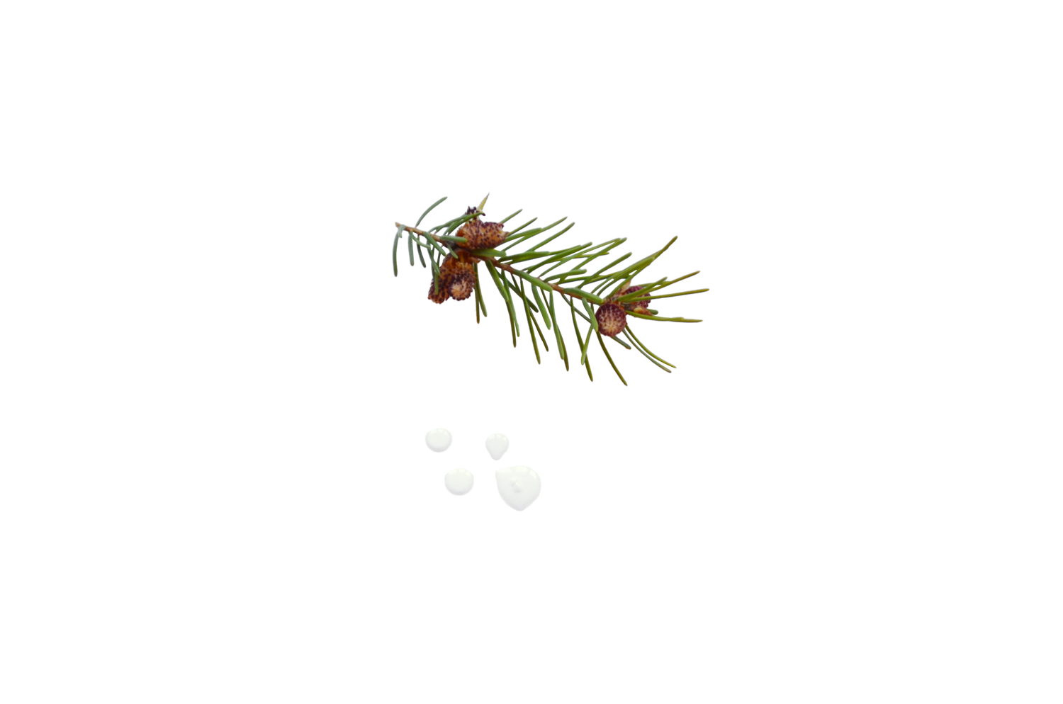 Black Spruce Oil
