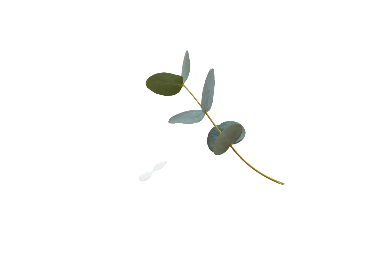 Eucalyptus Essential Oil