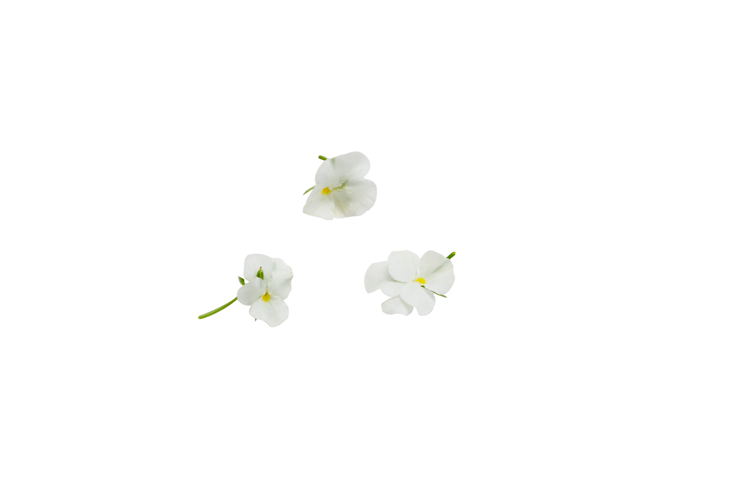 Jasmine Essential Oil