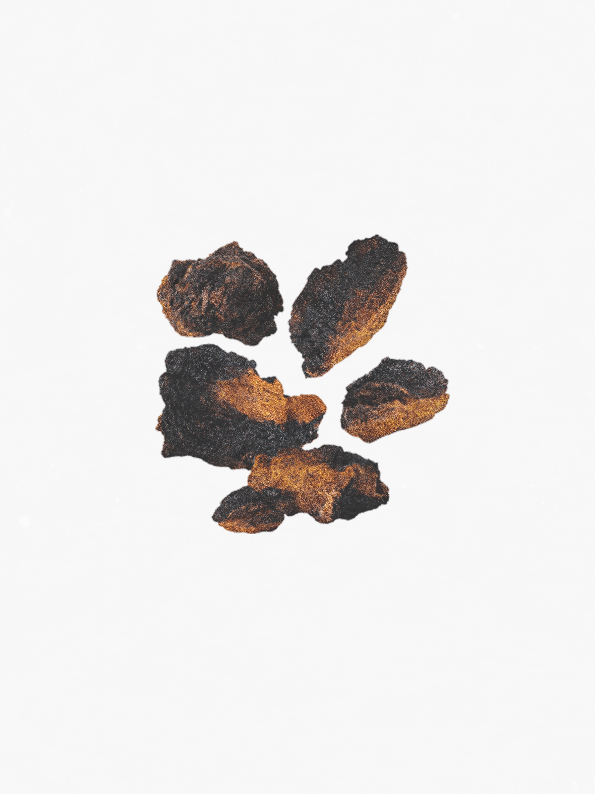 Chaga