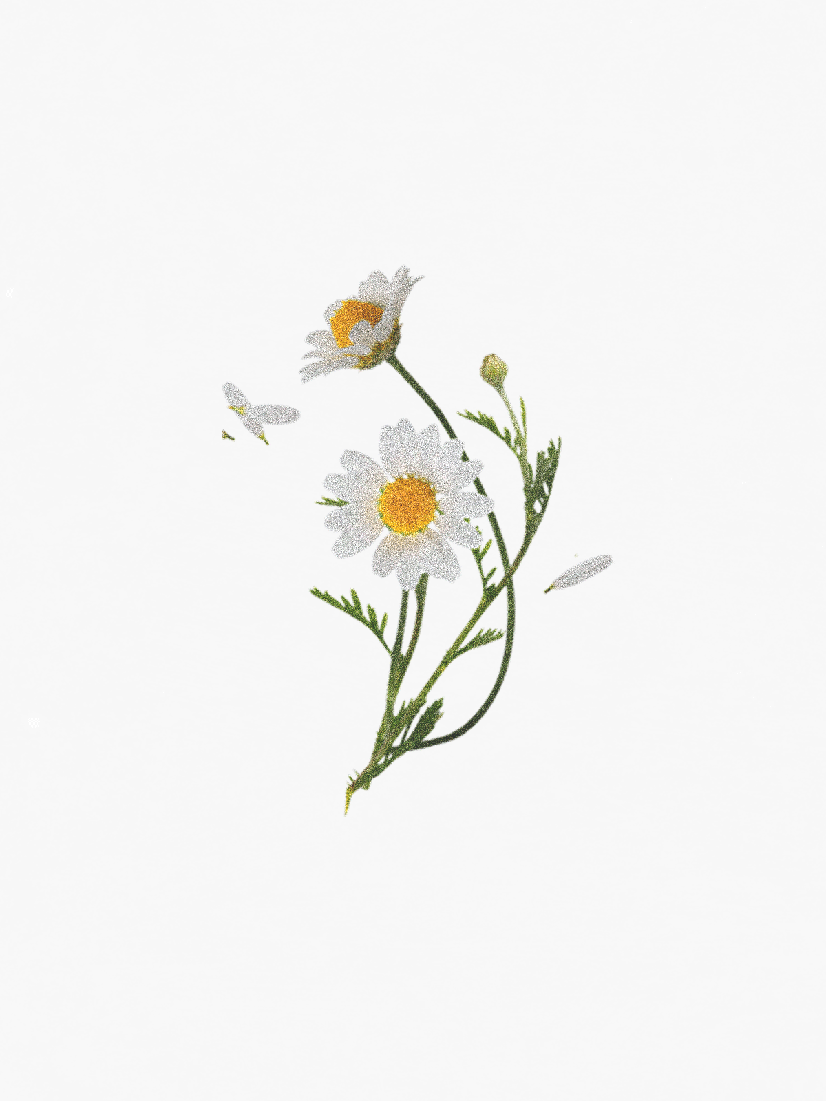 Chamomile