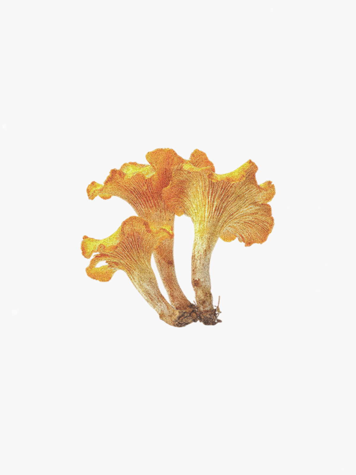 Chantarelle