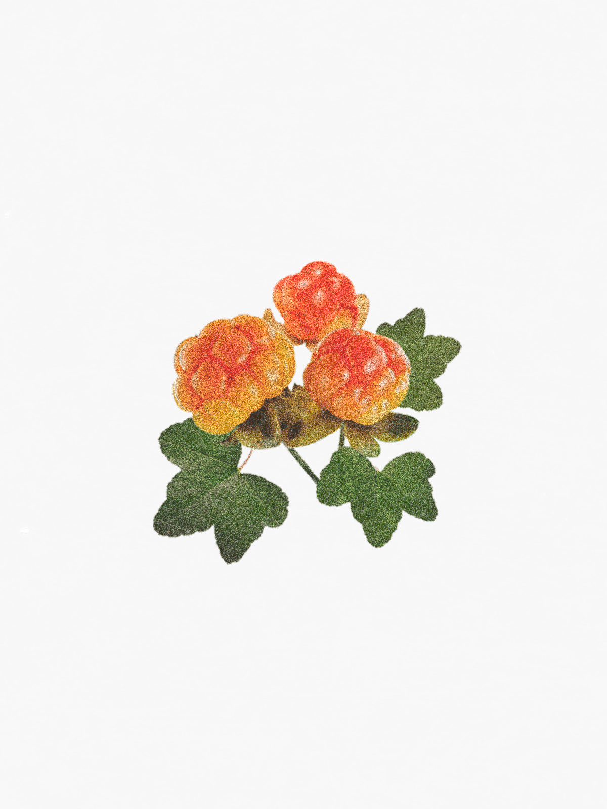 Cloudberry