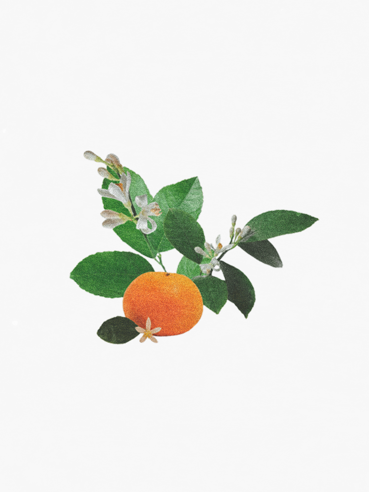 Neroli
