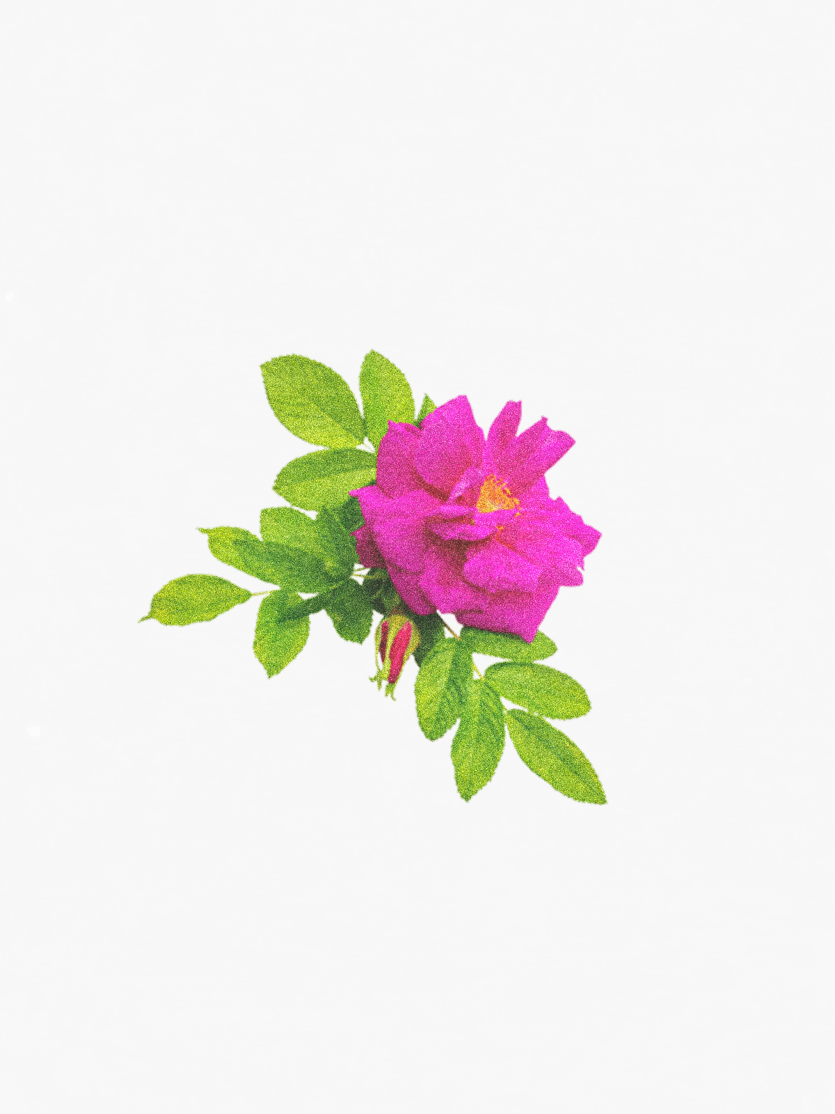 Rugosa Rose