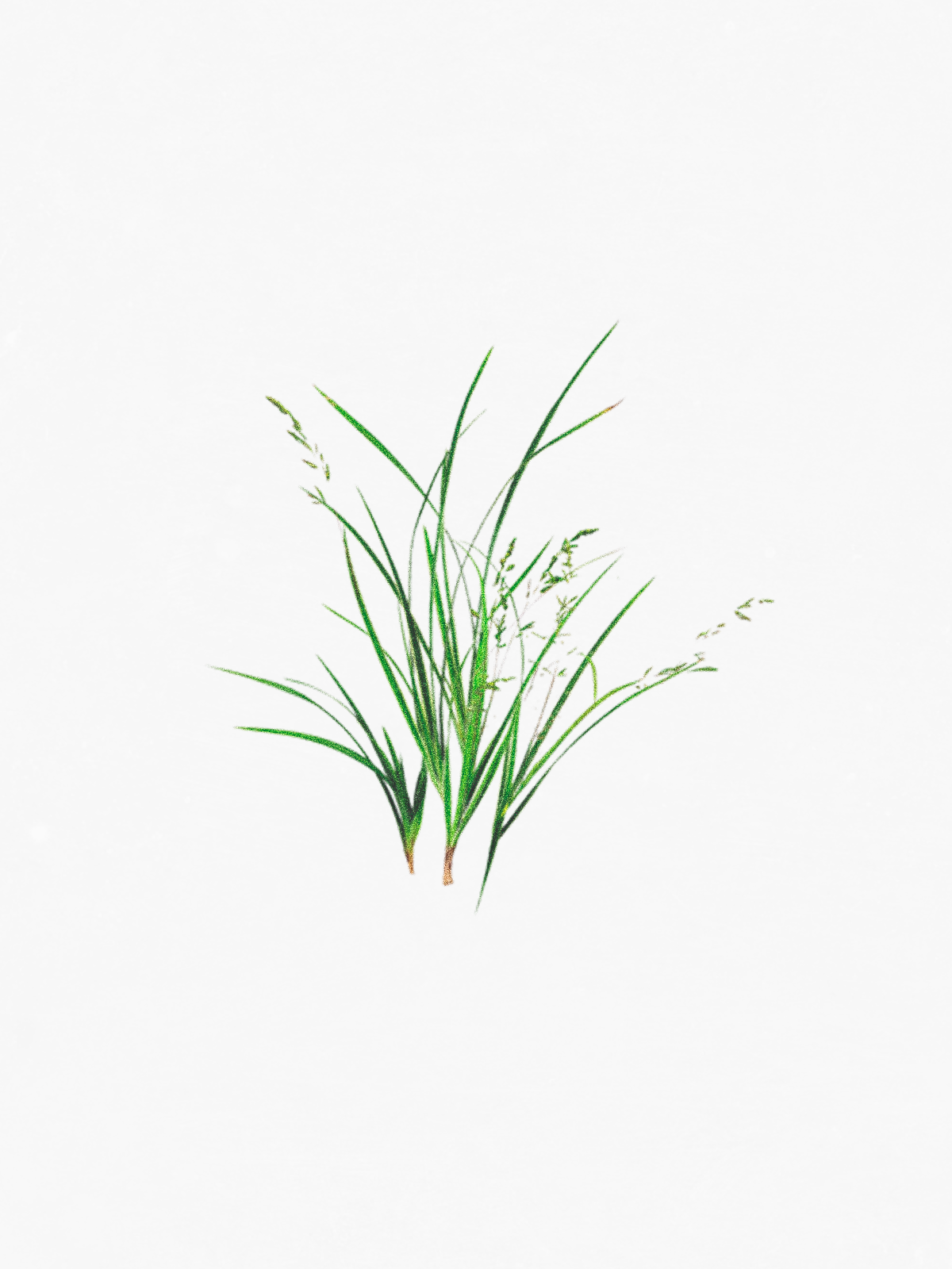 Sweet grass