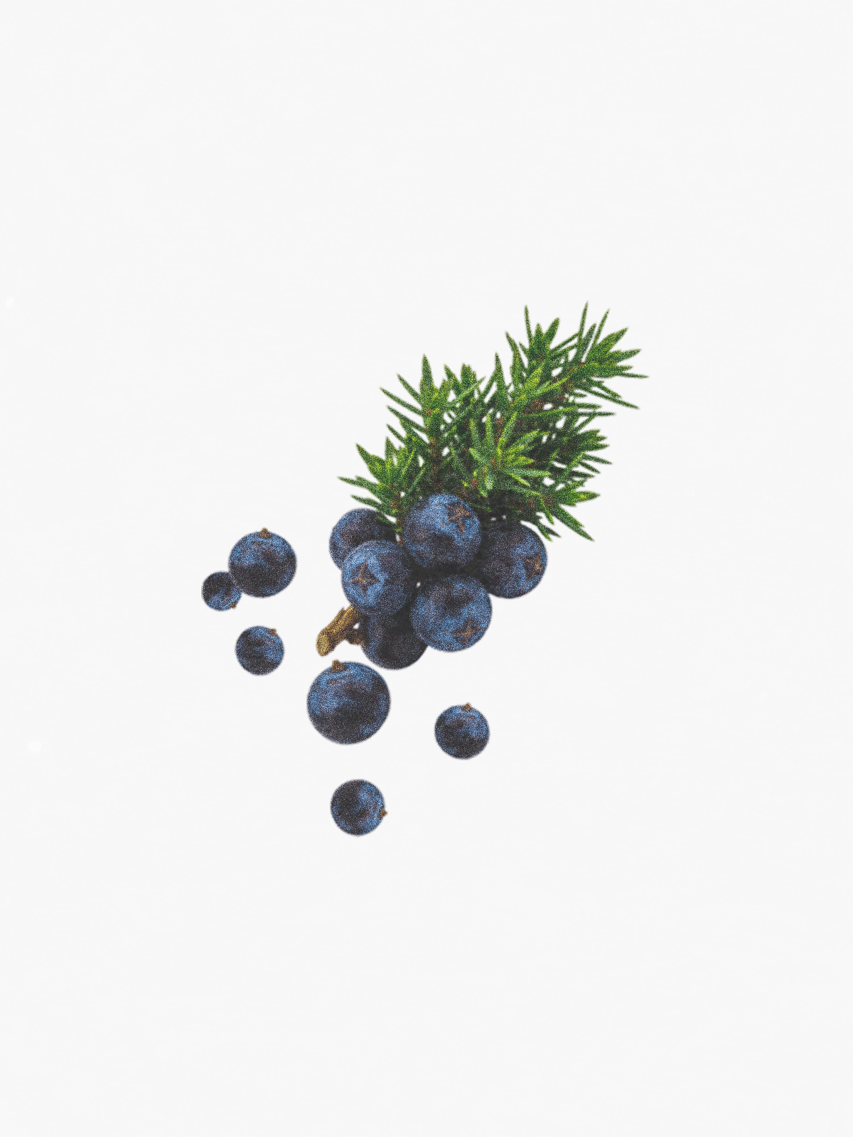 Juniper Berry