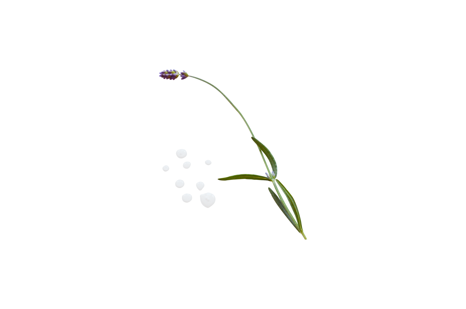 Lavender Essential Oil