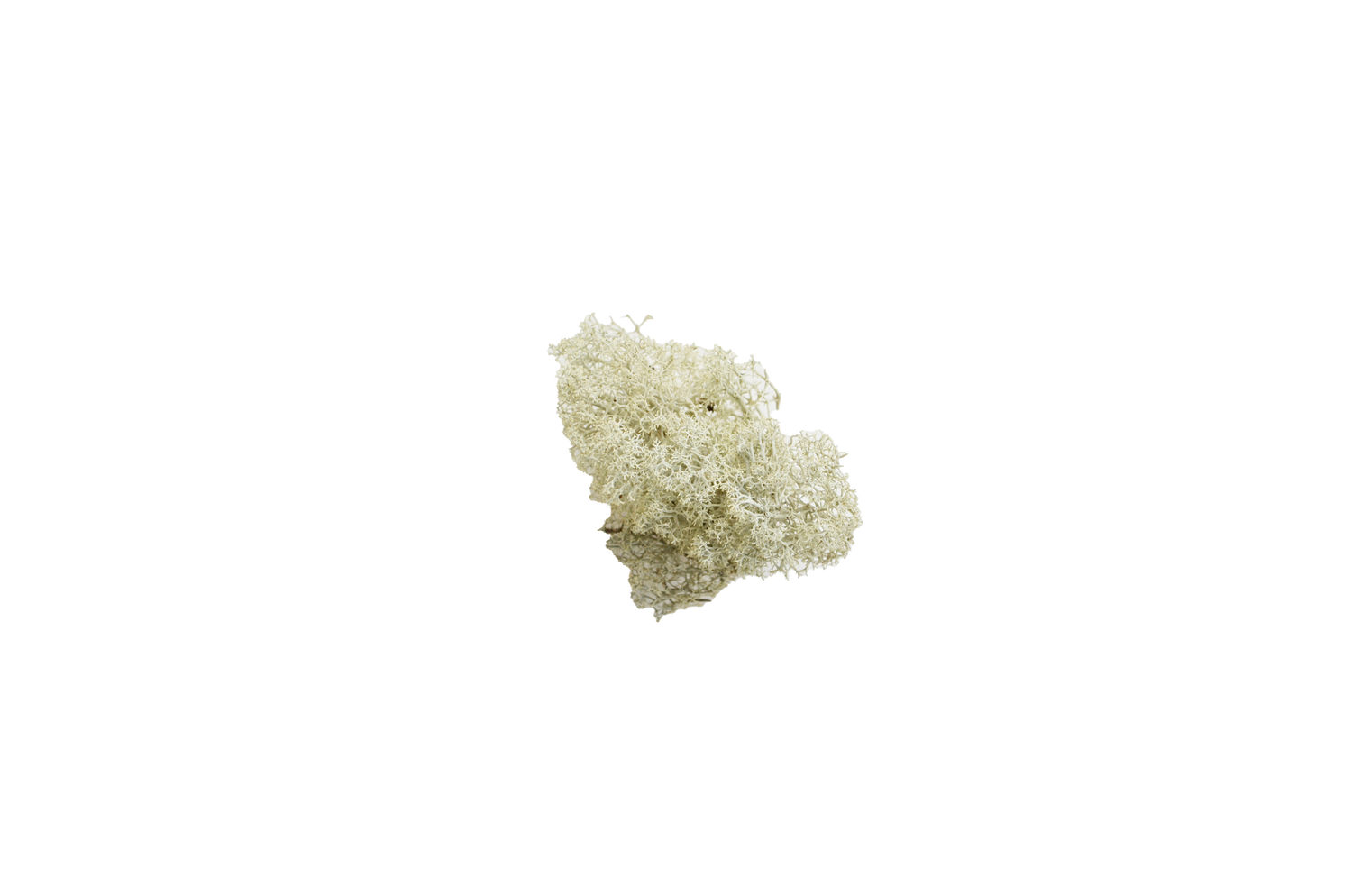 Lichen