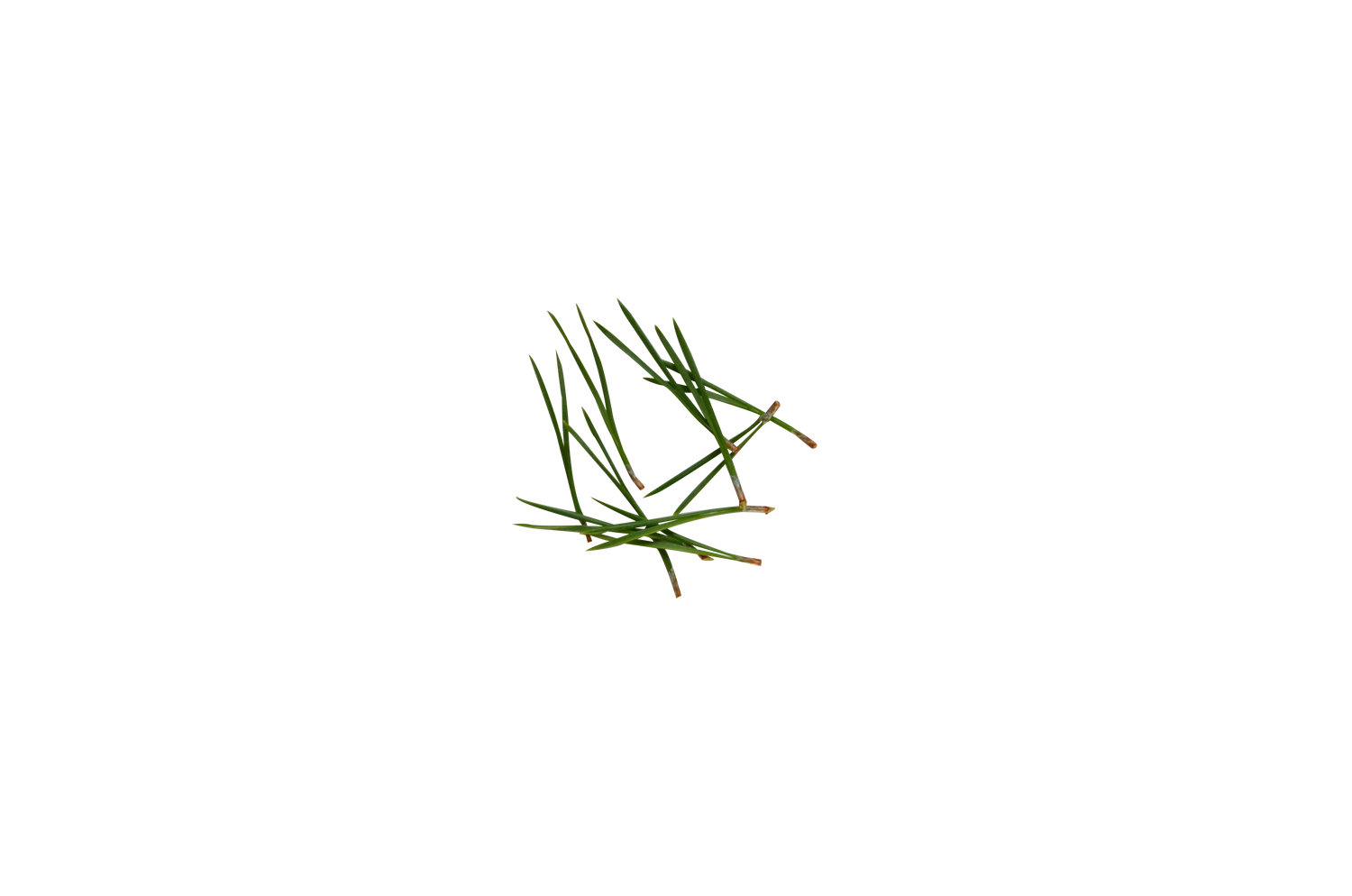 Pine Extract
