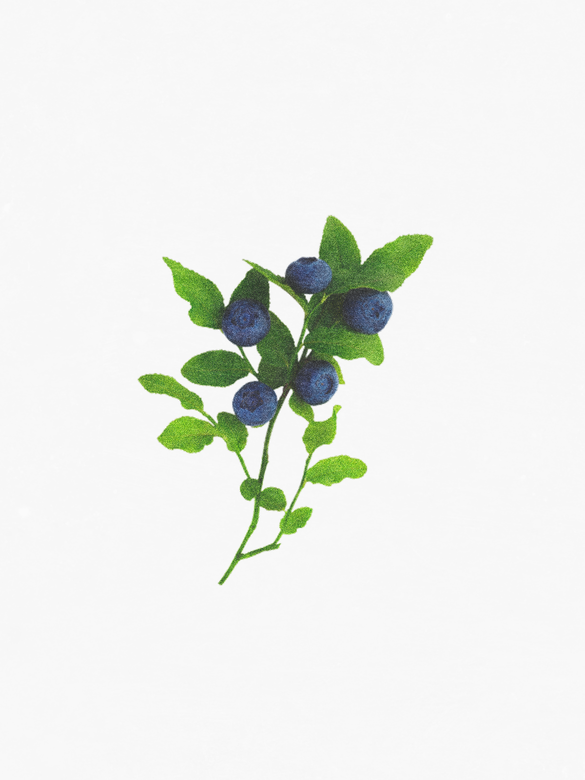 Blueberry Root Extract - Ingredients - Hetkinen