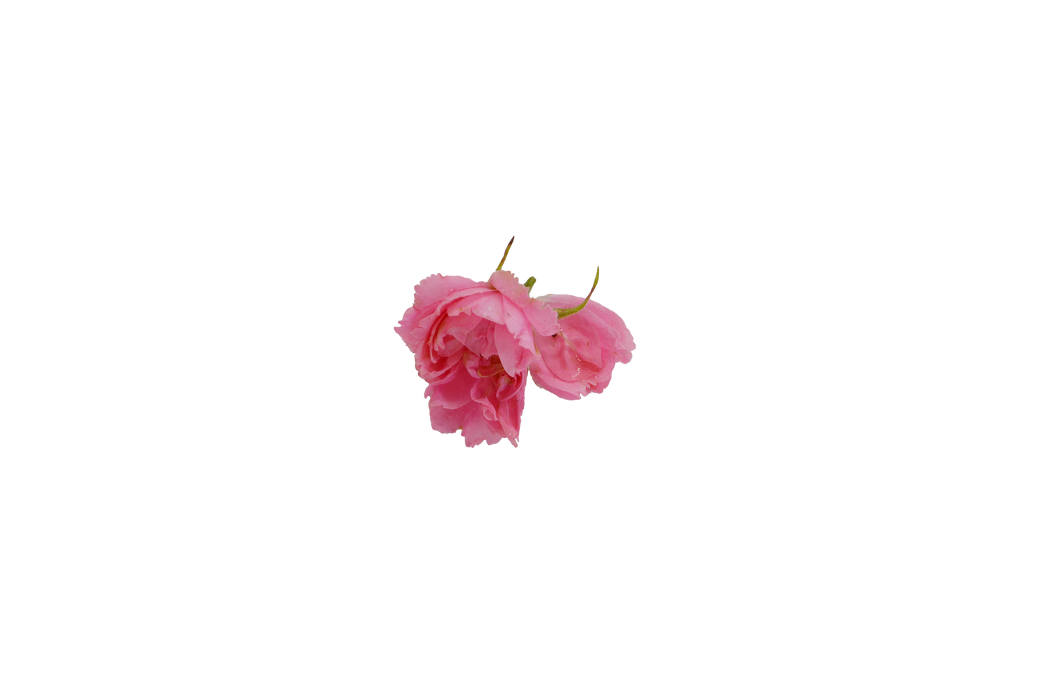 Rose Essential Oil