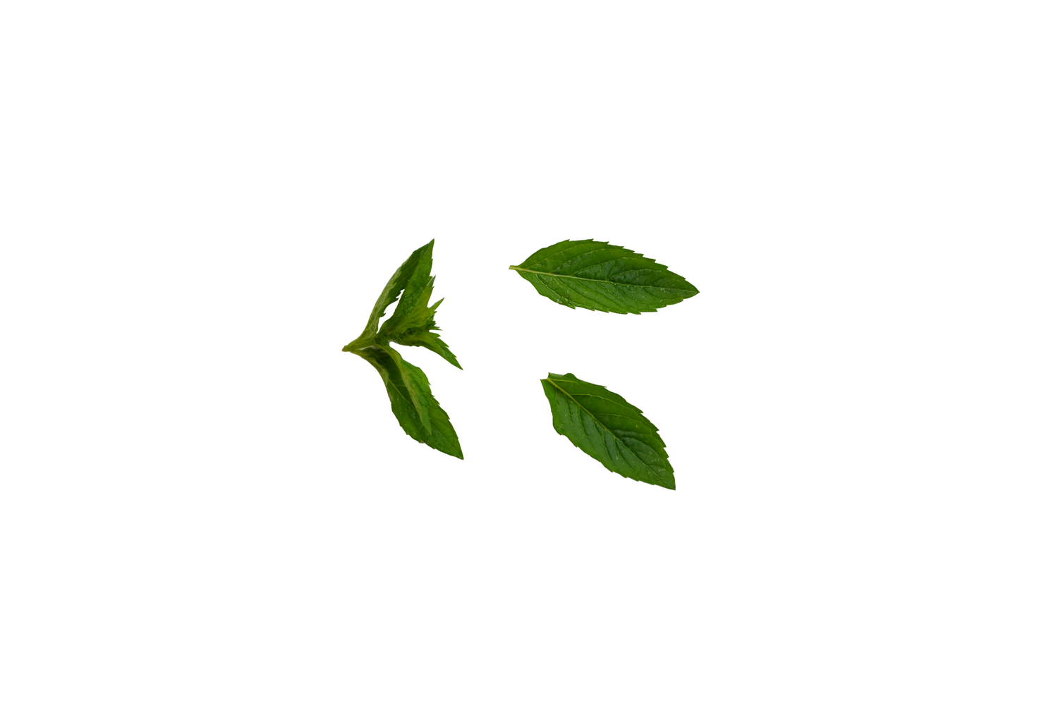 Spearmint Essential Oil