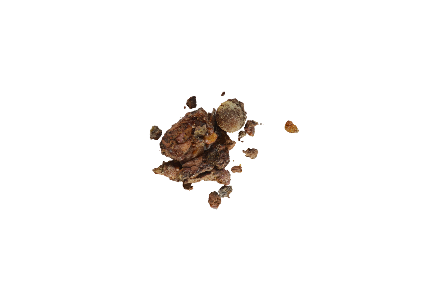 Spruce Bark