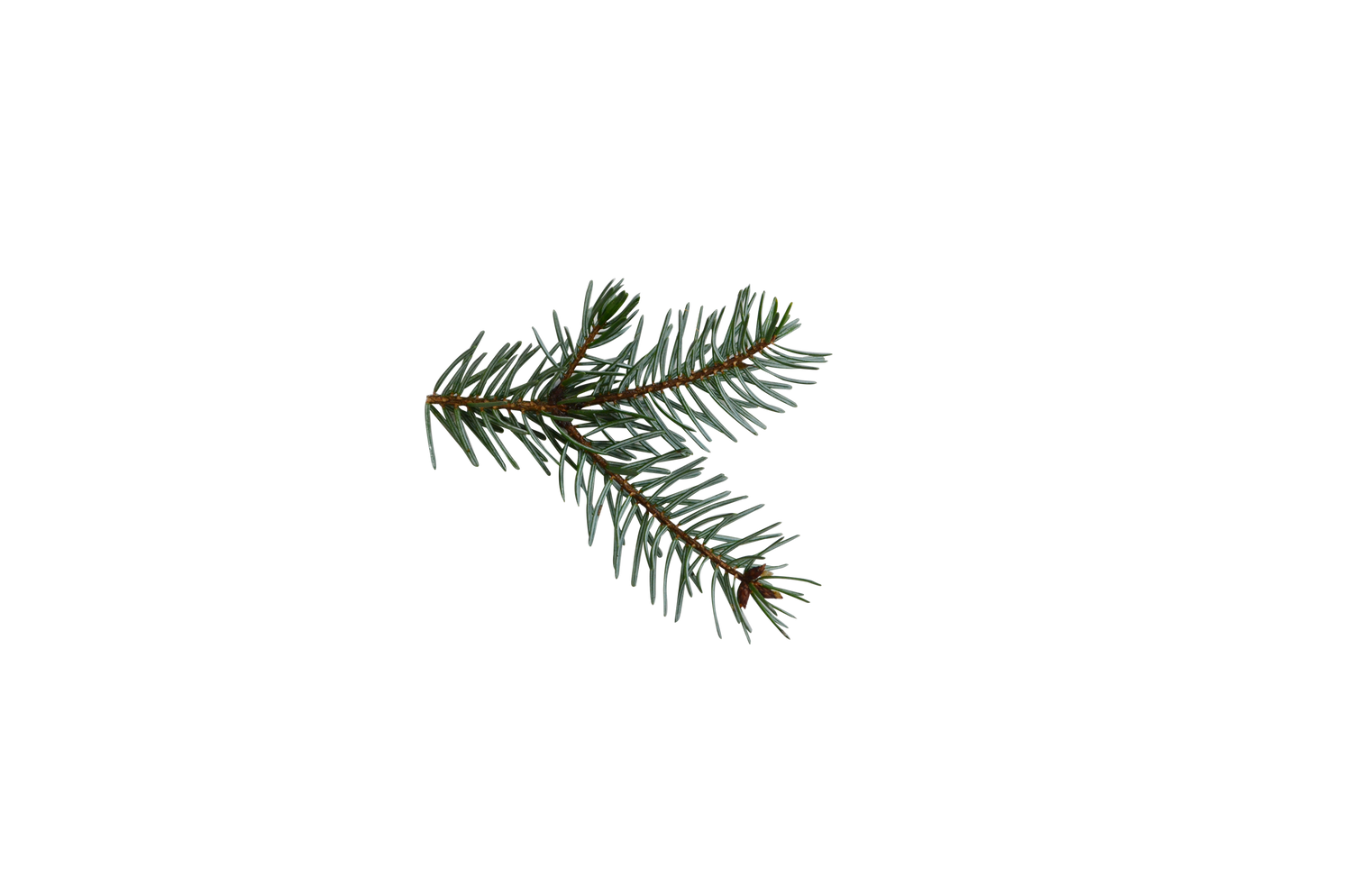 spruce essential oil