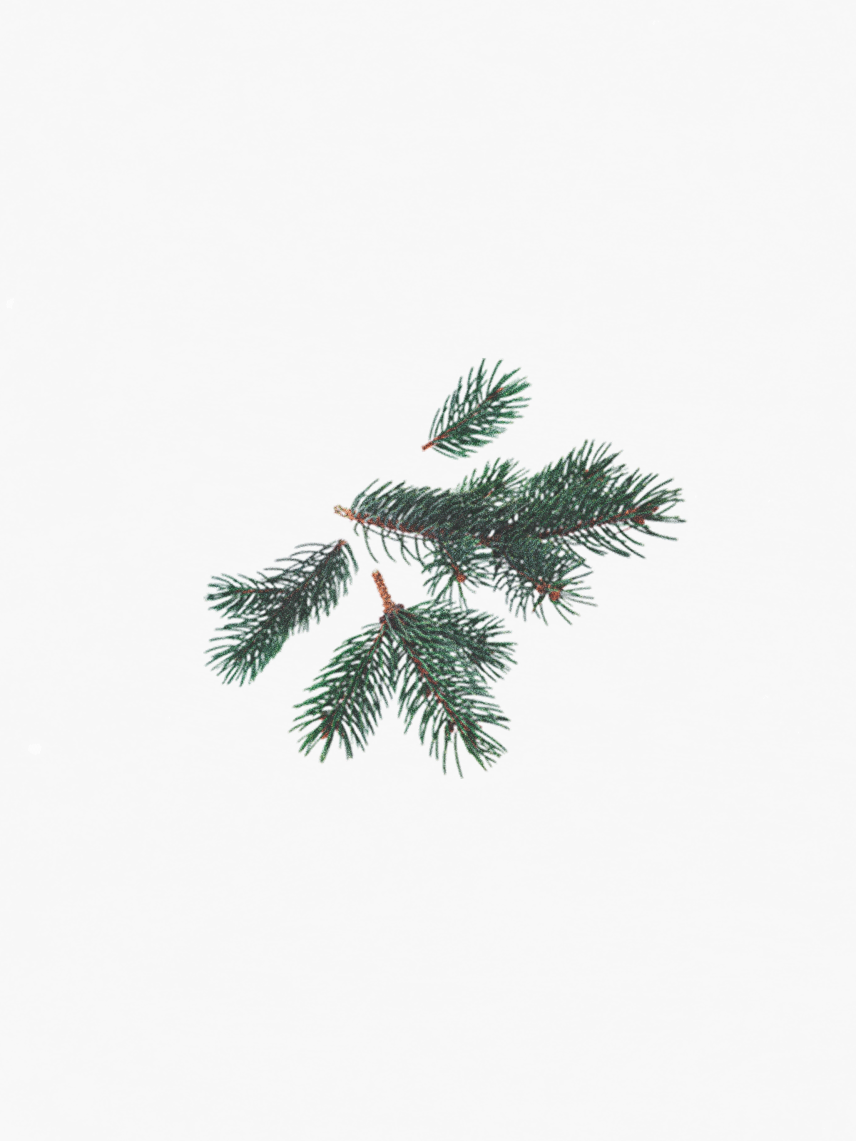 Silver Fir