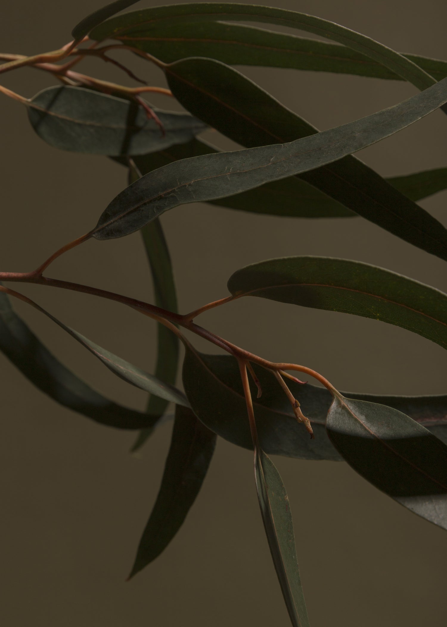 Organic Eucalyptus Oil 5ml