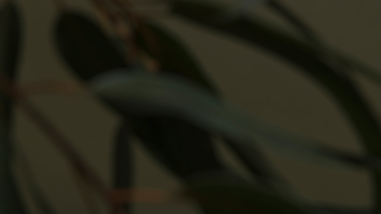 Organic Eucalyptus Oil 5ml