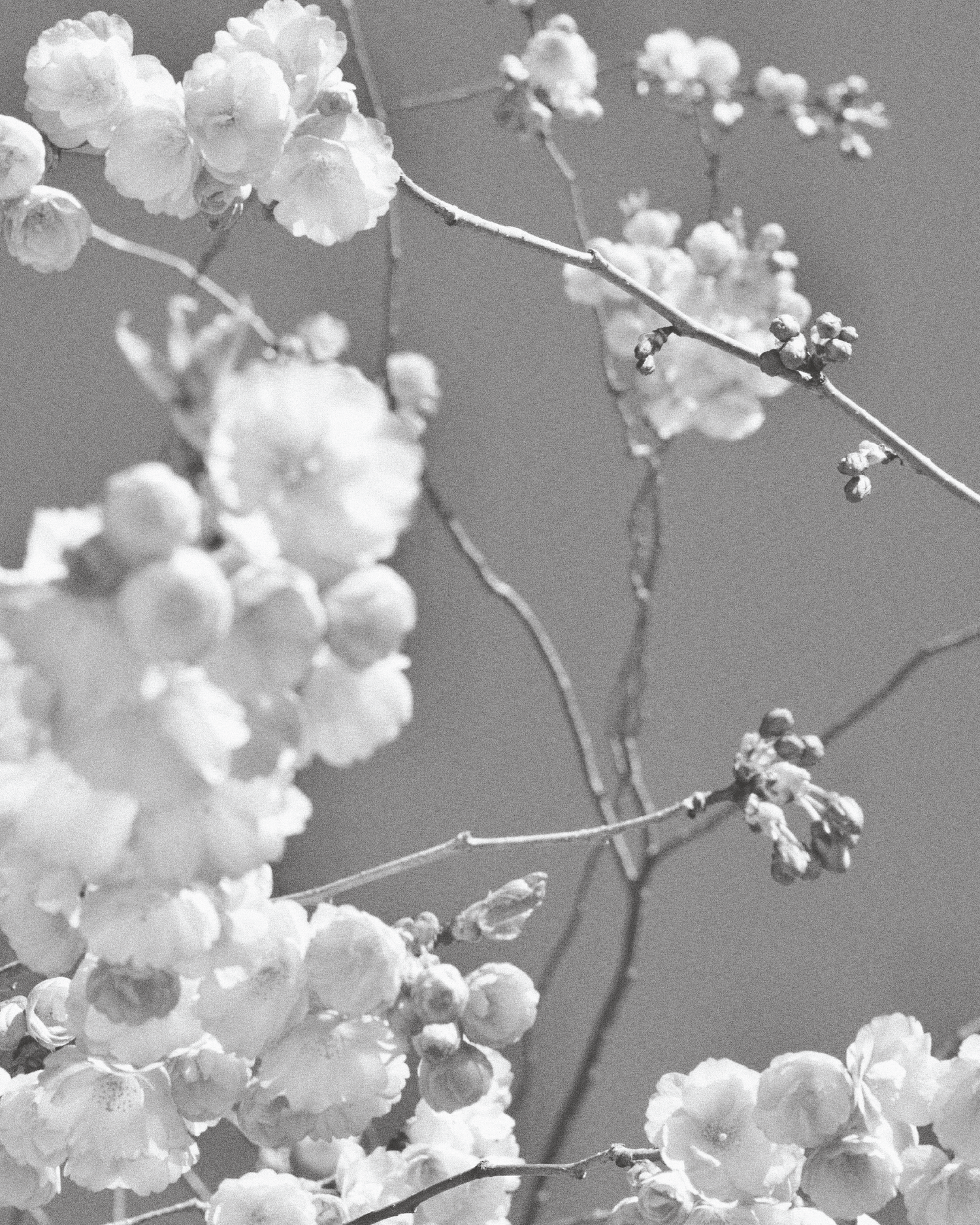 Sakura Eau De Parfum 50ml