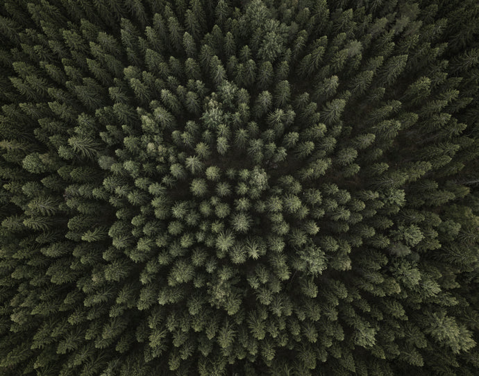 finnish forest