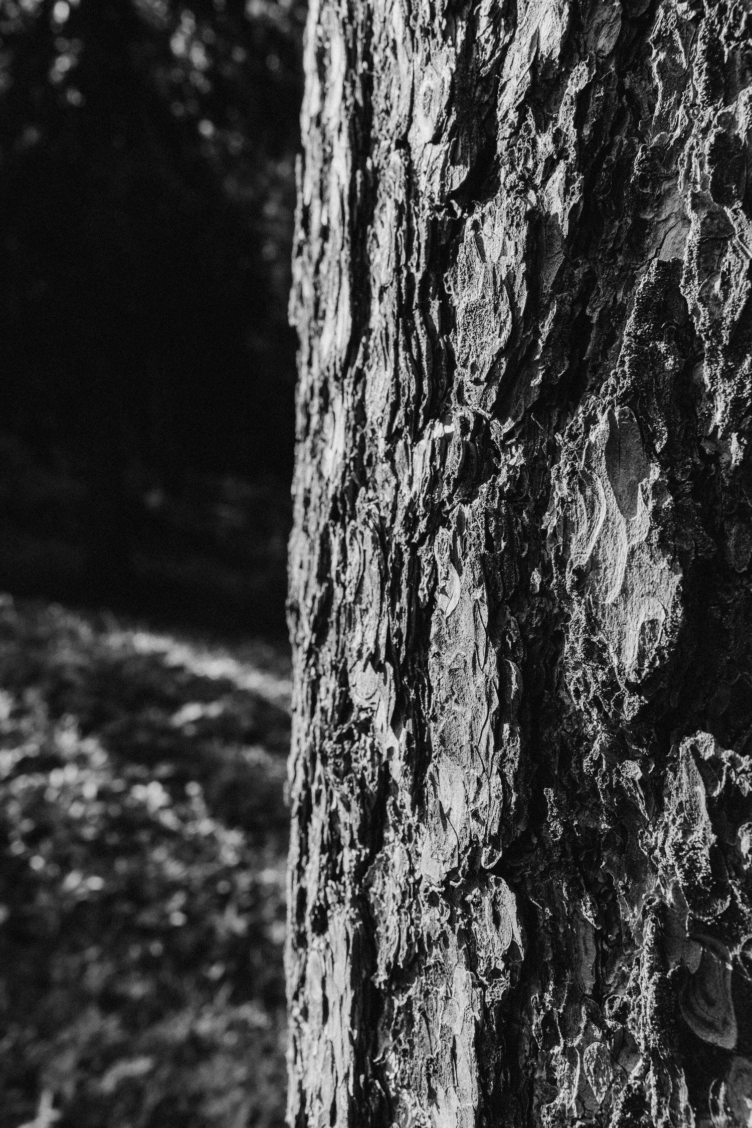 The Wisdom of the Finnish Pine