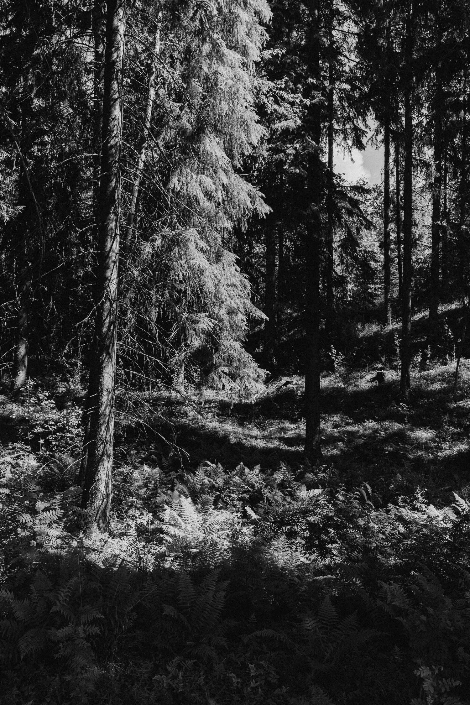 The Finnish Forest