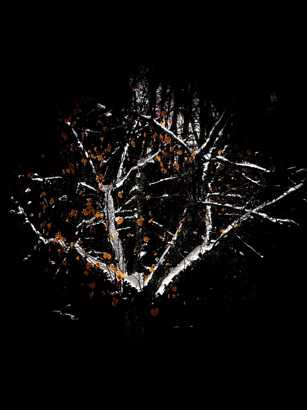 Scent Profile Amber - Hetkinen