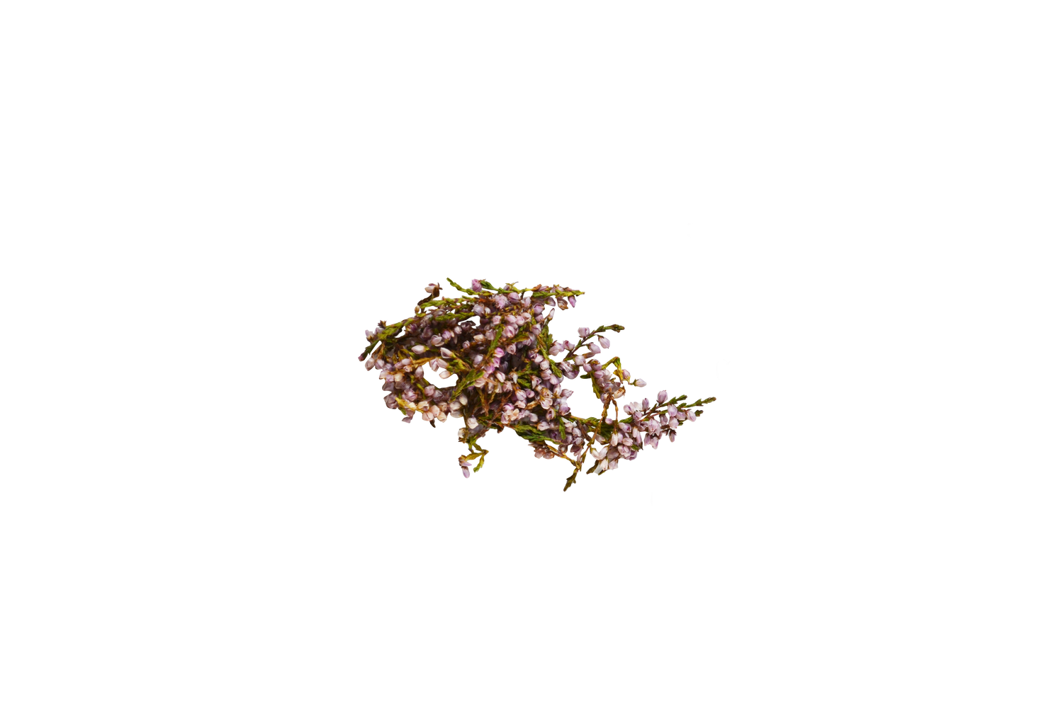 calluna flower