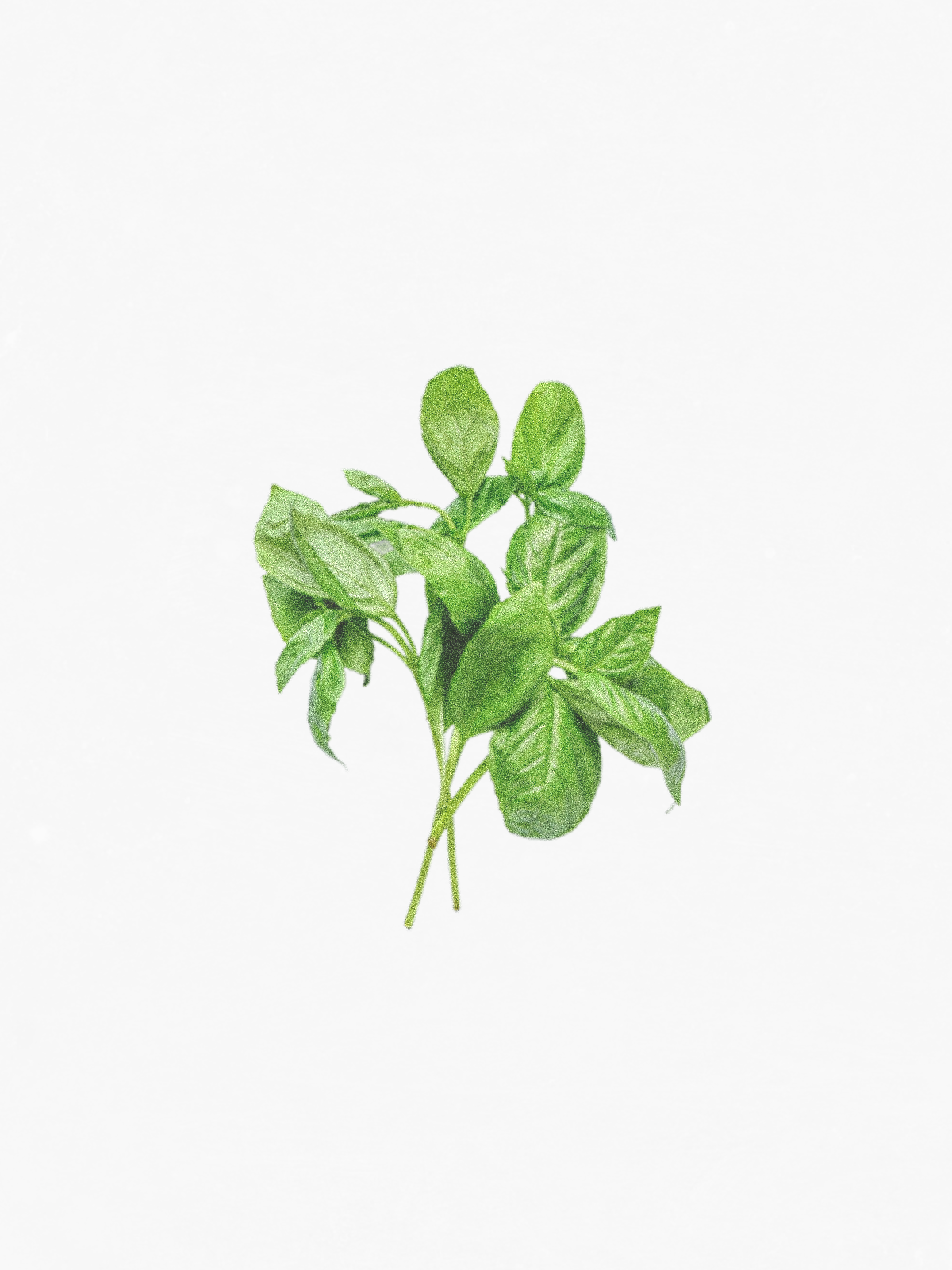 Basil