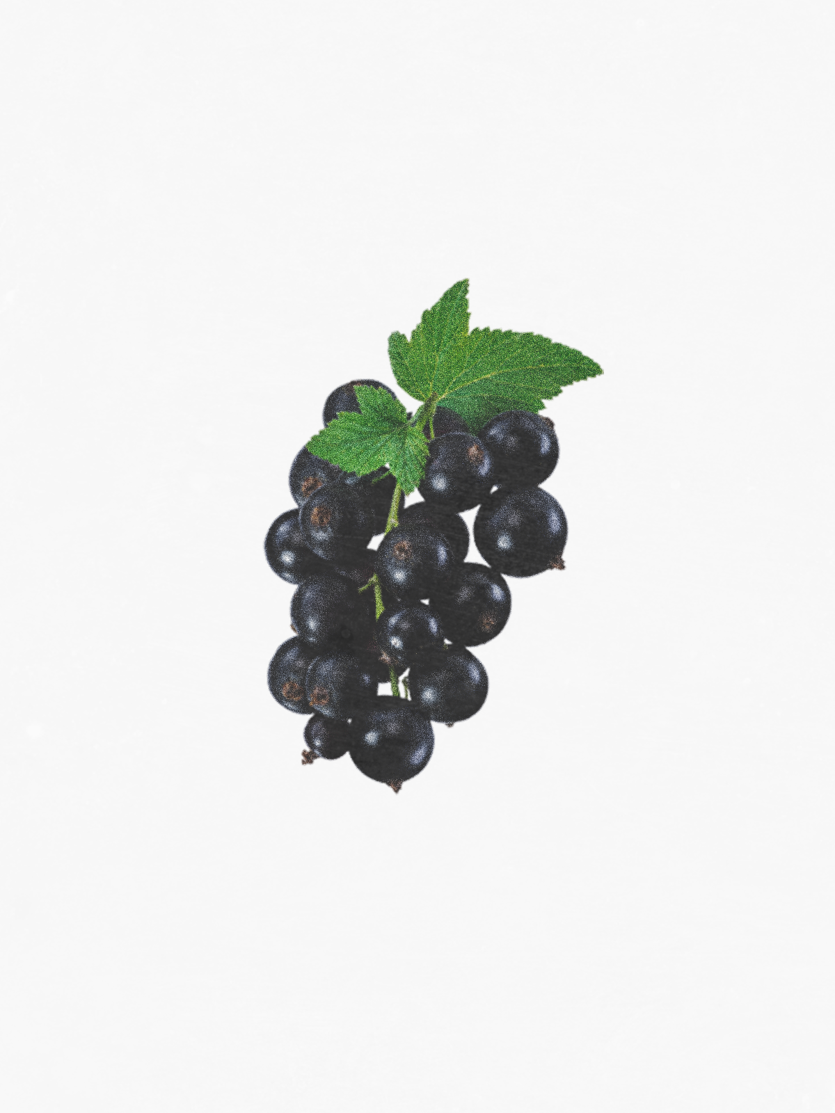 Blackcurrant