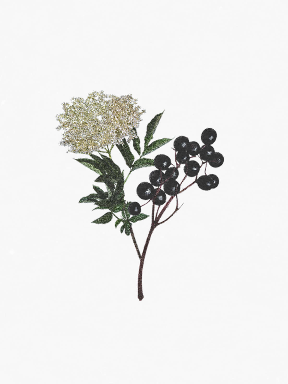 Elderberry