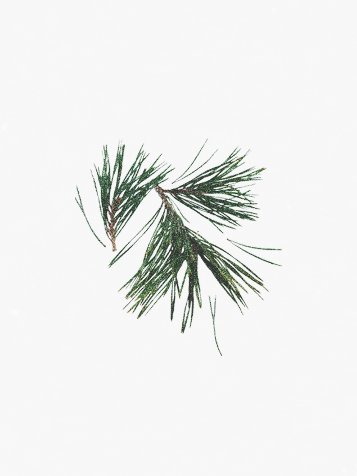 Pine