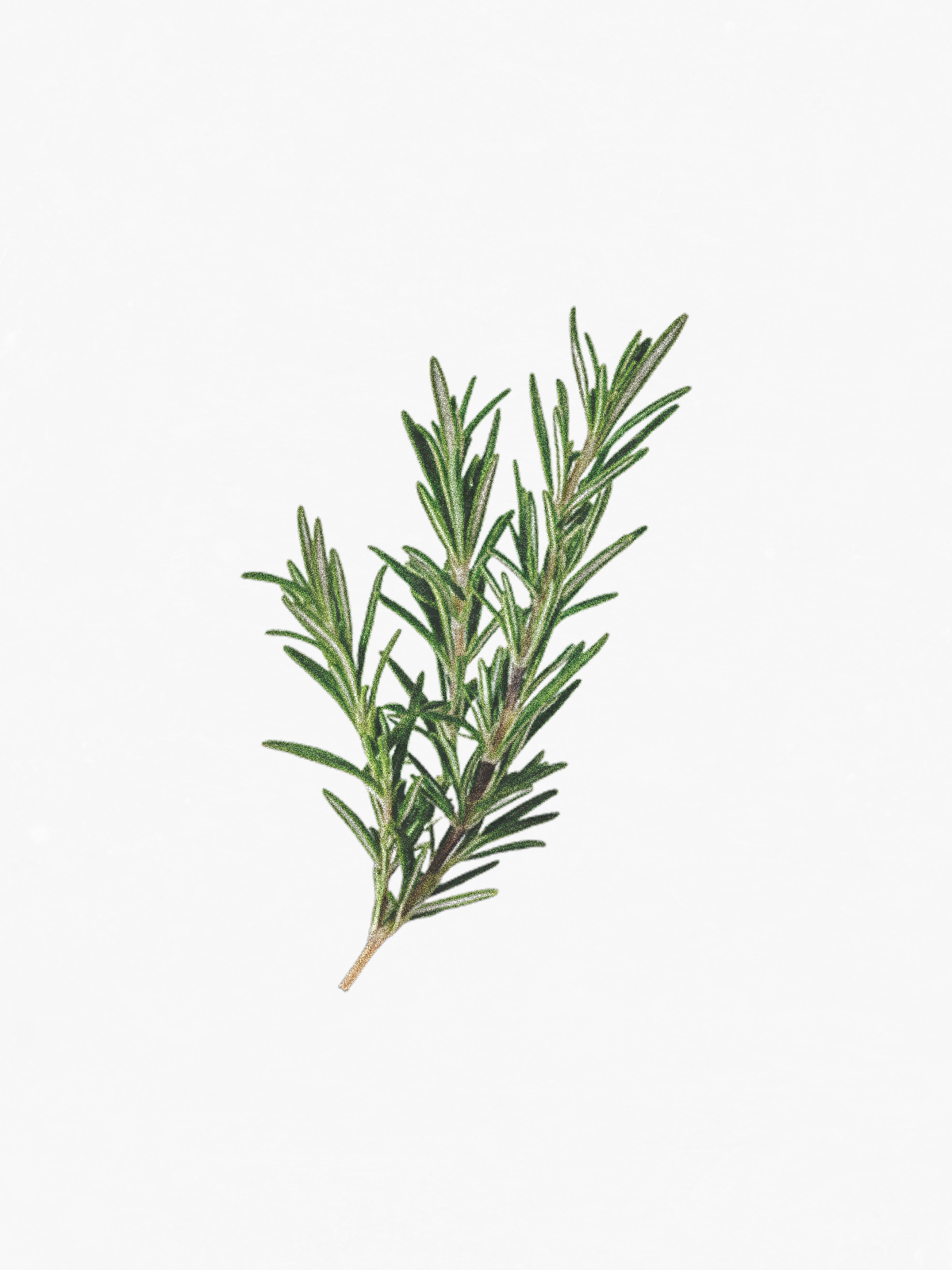 Rosemary