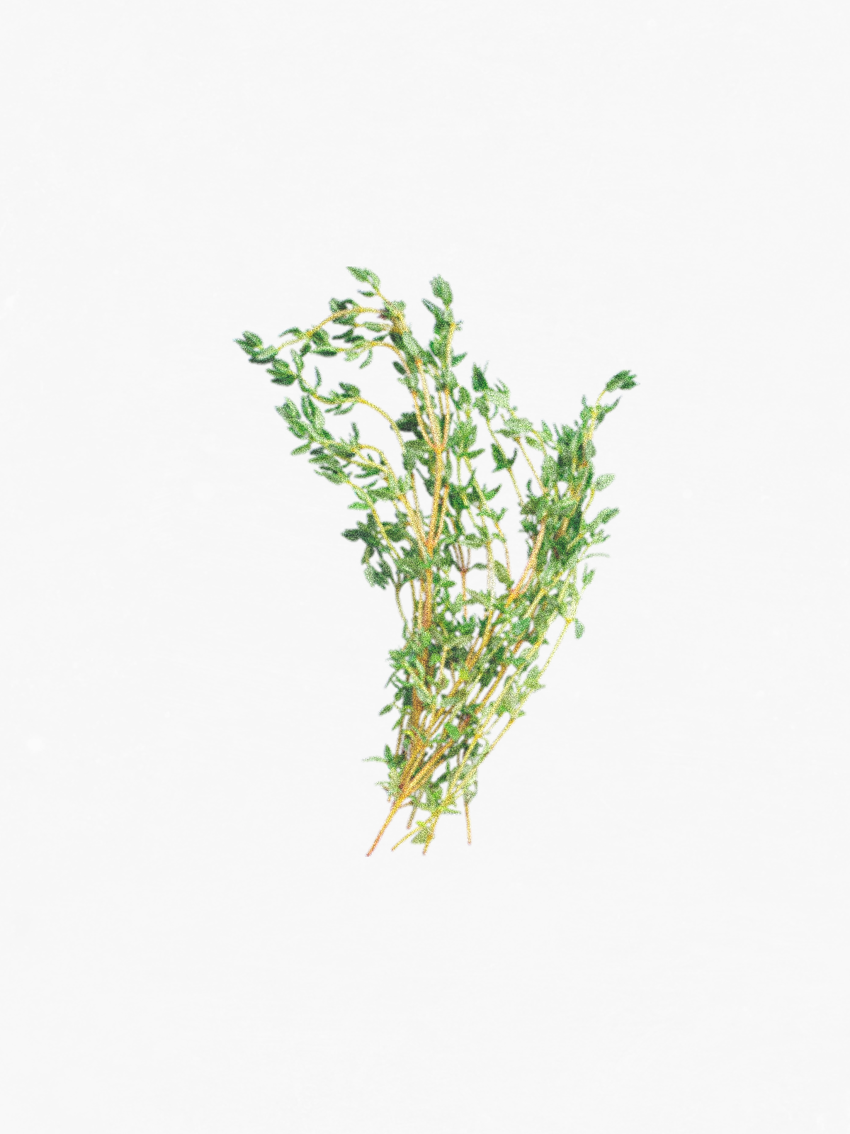 Thyme