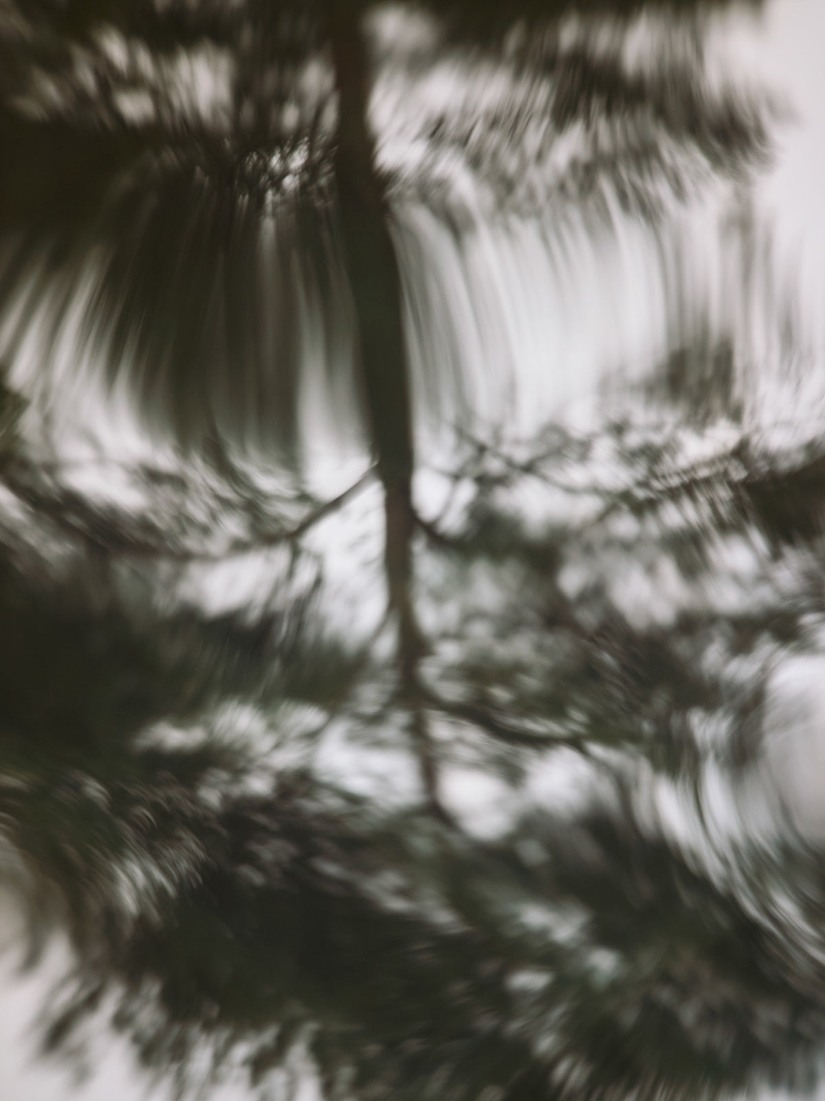 Gifts of Forest