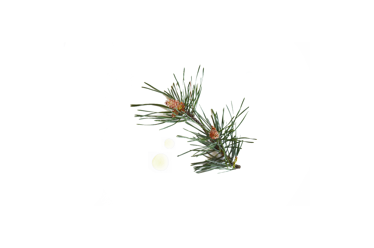 pine oil