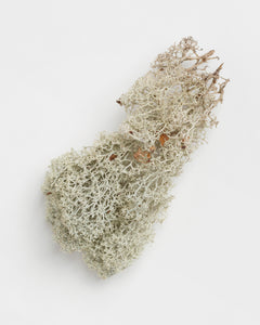 metsä lichen mask